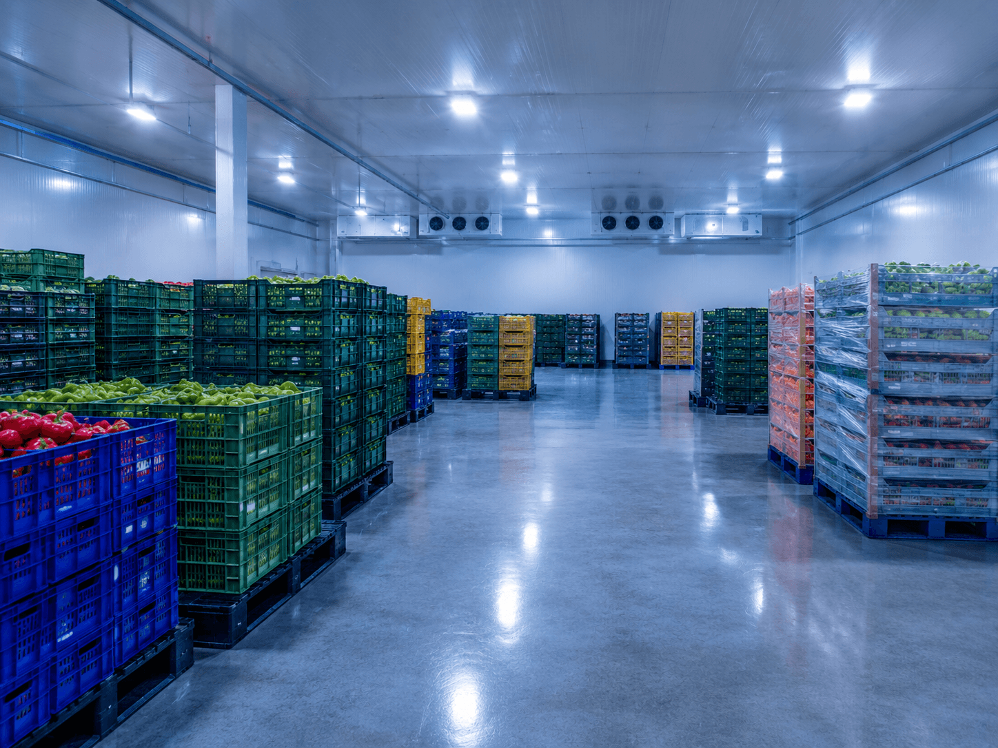 Interior of a modern Indian cold-storage facility with neat rows of produce crates under cool blue-white LED light and a polished floor.